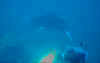 Manta-td.jpg (84984 bytes)