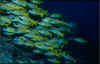 stripy-fish-shoal-reversed-.jpg (147622 bytes)